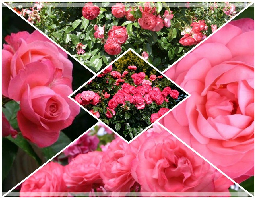 Rosanna róża pnąca